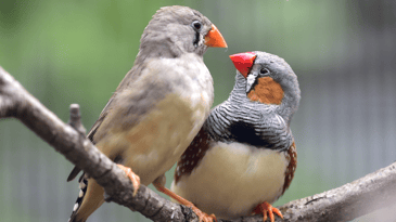Thalamus drives vocal onsets in the zebra finch courtship song
