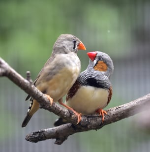 zebra finches